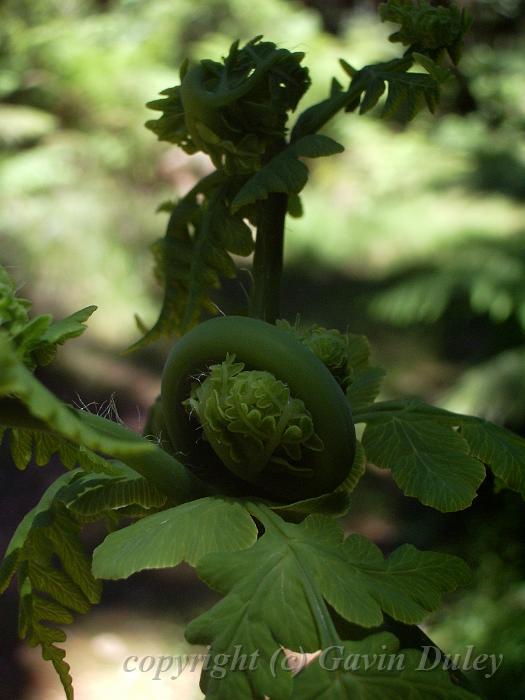 Fern Crozier,  walk to Wright's Lookout IMGP1439.JPG